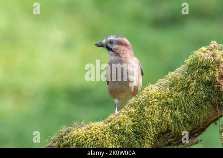 Jay eurasien, Garrulus Glandarius, perché sur une bûche recouverte de mousse sur un fond vert flou Banque D'Images