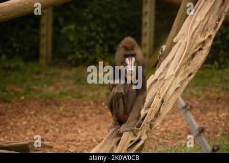 Mandrill au zoo de Colchester Banque D'Images