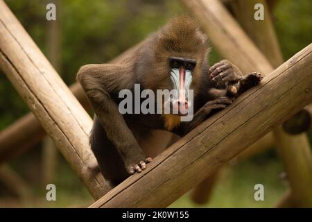 Mandrill au zoo de Colchester Banque D'Images