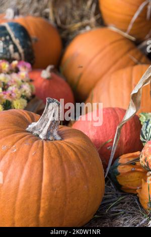 Gros plan d'une citrouille comme une décoration avec des fleurs Banque D'Images