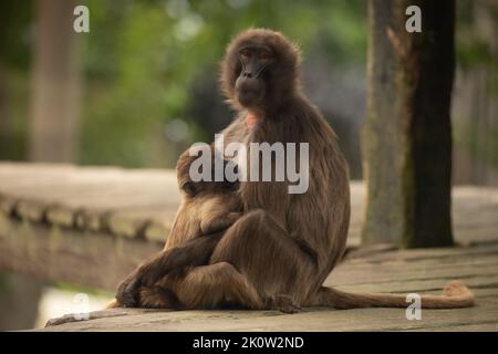 Gelada Baboon Monkey mère et père avec deux bébés Gelada Banque D'Images