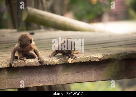 Gelada Baboon Monkey mère et père avec deux bébés Gelada Banque D'Images