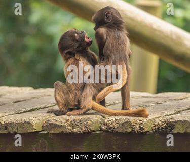 Gelada Baboon Monkey mère et père avec deux bébés Gelada Banque D'Images