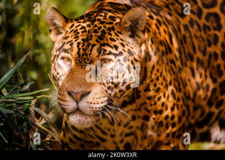 Jaguar Panthera onca majestueuse féline, chasse à Pantanal, Brésil Banque D'Images