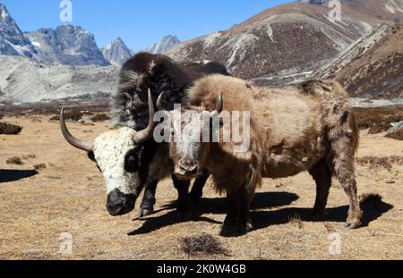 Groupe de deux yaks, bos grunniens ou bos mutus, sur le chemin du camp de base de l'Everest, montagnes de l'Himalaya du Népal Banque D'Images