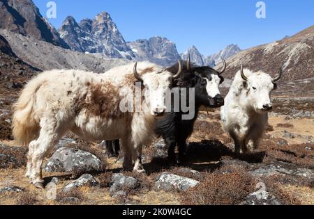 yak, un groupe de thes yaks sur le chemin du camp de base de l'Everest - montagnes de l'Himalaya du Népal Banque D'Images