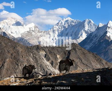 yak, groupe de deux yaks sur le chemin du camp de base de l'Everest, Népal Himalaya Yak est ferme et caravane d'animaux au Népal et au Tibet Banque D'Images