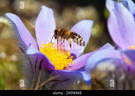 Abeille volante ou abeille en latin APIs mellifera abeille européenne ou occidentale pollinisée fleur bleue ou violette de Pasqueflower Banque D'Images