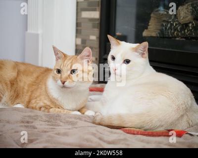 Mika le tabby orange avec Mitzie le flamant siamois Banque D'Images