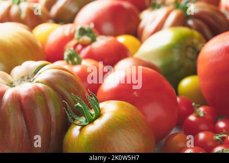 Grande variété de tomates bio multicolores non traitées en gros plan Banque D'Images