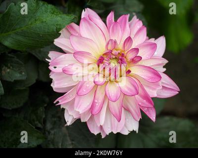 Dahlia rose dans le Pacific Northwest Garden Banque D'Images