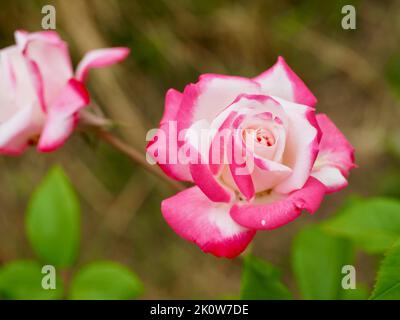 Candy Cane Rose dans Pacific Northwest Garden Banque D'Images