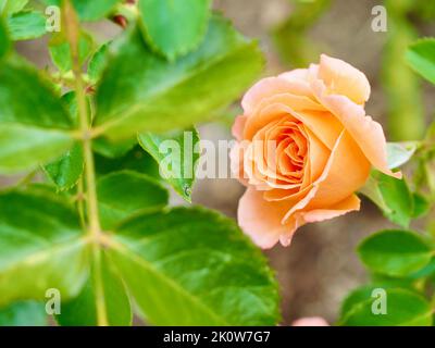 Adobe Sunrise Rose dans Pacific Northwest Garden Banque D'Images