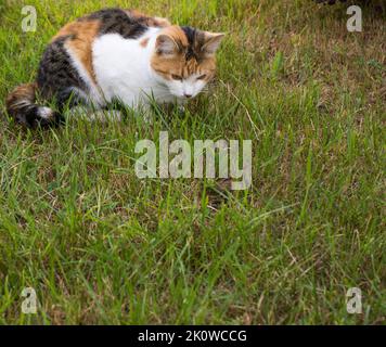 Le chat tricolore marche dans l'herbe verte lors d'une journée ensoleillée en été. Banque D'Images