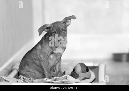 Un chien de secours est dans un abri pour animaux assis sur un lit avec son jouet noir et blanc Banque D'Images