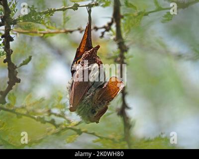 Bat à ailes jaunes (Frons de Lavia) une batte vampire africaine qui rôde jour à l'ombre de savane Acacia dans les zones de conservation de Masai Mara, Kenya Banque D'Images
