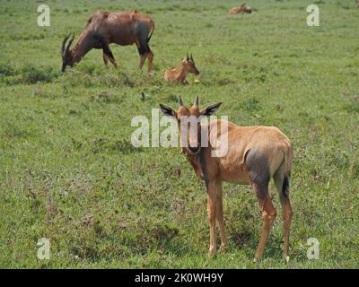 Curieux veau de Topi (Damaliscus lunatus jimela) avec des cornes à croissance courte broutant avec le troupeau en herbe fraîche longue dans la grande Mara Kenya, Afrique Banque D'Images