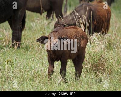 Curieux buffle africain (Syncerus caffer) pâturage de veau avec troupeau en herbe fraîche longue dans la grande Mara Kenya, Afrique Banque D'Images