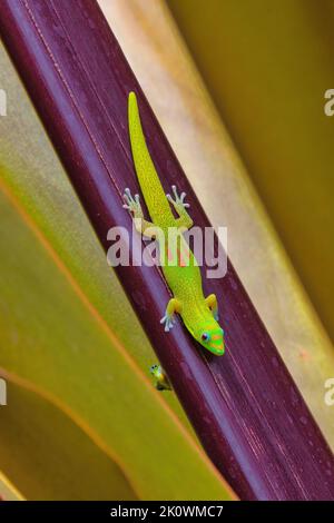 Petits et grands geckos de poussière d'or accrochés sur le dessus et le dessous d'une feuille mauve vif. Banque D'Images