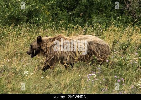 Le grizzli passe par Field dans le parc national des Glaciers Banque D'Images