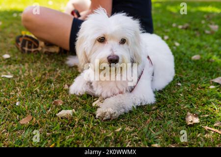 Chien maltais assis sur l'herbe à Praça da Liberdade à Belo Horizonte, Brésil. Banque D'Images