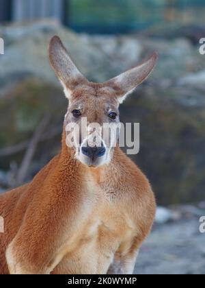 Magnifique kangourou rouge imposant avec larges épaules musculaires. Banque D'Images