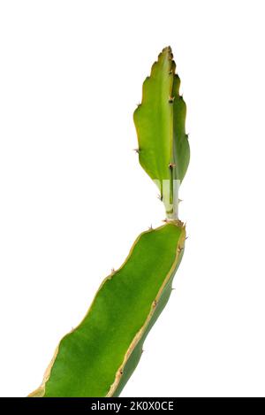 gros plan de la plante de cactus verte isolée sur fond blanc, avec des épines aiguisées Banque D'Images