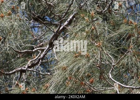 Trifasciculate bleu-vert légèrement tordu feuilles d'aiguille de Pinus Sabiniana, Pinaceae, arbre indigène dans les montagnes de San Rafael, Springtime. Banque D'Images