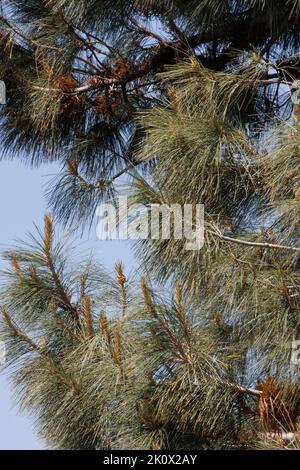 Trifasciculate bleu-vert légèrement tordu feuilles d'aiguille de Pinus Sabiniana, Pinaceae, arbre indigène dans les montagnes de San Rafael, Springtime. Banque D'Images