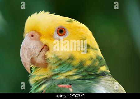 Portrait du magnifique perroquet amazonien à tête jaune au Mexique sur fond vert flou Banque D'Images
