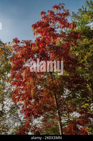 Un arbre Sourwood (Oxydendrum arboreum) avec des fleurs est visible dans toute sa gloire d'automne, Foothills Parkway, parc national des Great Smoky Mountains, Tennessee Banque D'Images