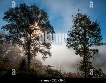 Des rayons crépusculaires éclatent des arbres dans le brouillard et la brume matinale le long de Foothills Parkway, du parc national des Great Smoky Mountains, du comté de Blount, dans le Tennessee Banque D'Images