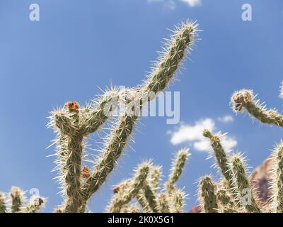 Cactus de cerf-corne piquant survivant au soleil chaud du désert. Banque D'Images