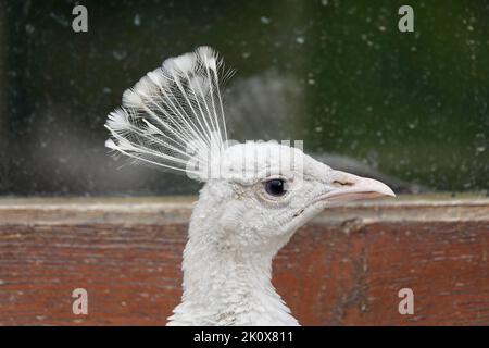 Un gros plan de la tête d'un beau peafhibou blanc mâle en regardant dans l'appareil photo Banque D'Images