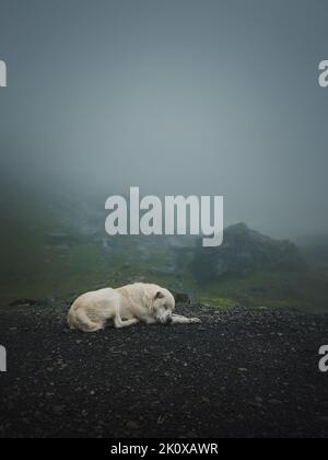 Scène sombre et silencieuse avec un chien blanc, semblable à un loup qui dormait à l'extérieur sur le sommet de la montagne Transfagarasan. Grand chien de berger en roumanie Carpates, Banque D'Images