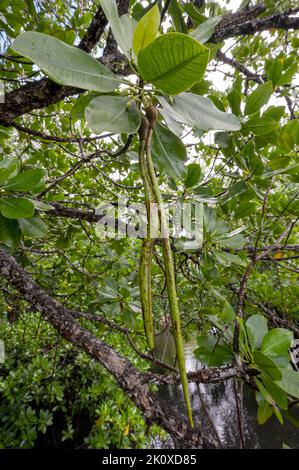 Plantules de mangrove sur l'arbre, île de Gam, Rhizophora stylosa, Raja Ampat, Papouasie occidentale, Indonésie Banque D'Images