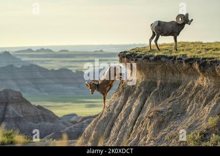 États-Unis, Great Plains, Dakota du Sud, Parc national des Badlands, béliers de mouflons, Ovis canadensis Banque D'Images