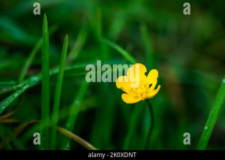 Gros plan d'une fleur en forme de butterbutter jaune bulbeux sur fond vert flou Banque D'Images