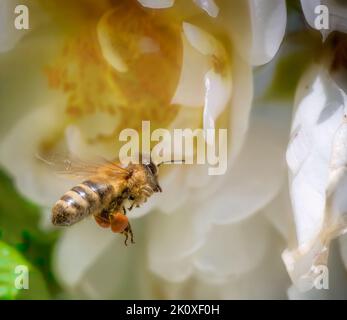 Macro d'une abeille volant à une fleur de rose blanche Banque D'Images