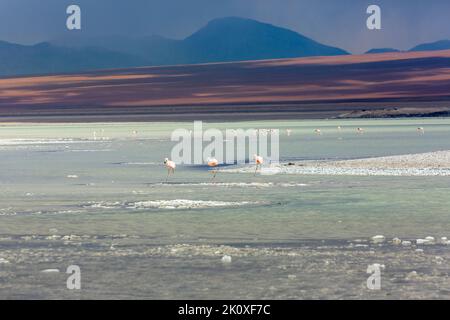 Flamants du Chili et Laguna Blanca, lagon blanc, à Altiplano en Bolivie Banque D'Images