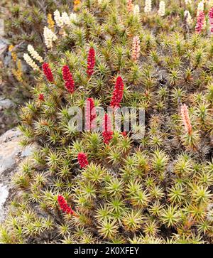 gros plan de fleurs colorées de scoparia qui poussent près de la piscine bethesda dans les murs du parc national de jérusalem Banque D'Images