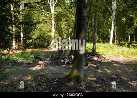 Des porcelets de gamme libre qui se forcent à manger dans les bois sur le domaine de Castle Howard dans le Yorkshire Banque D'Images