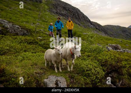 Enfants, courant après des moutons dans la vallée à côté du sentier de randonnée de Litlefjellet au coucher du soleil, profitant de la nature tout en randonnée sur le sentier de ROM Banque D'Images