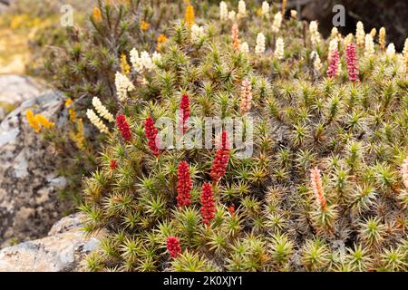 fleurs colorées de scoparia poussant près de la piscine bethesda dans les murs du parc national de jérusalem Banque D'Images