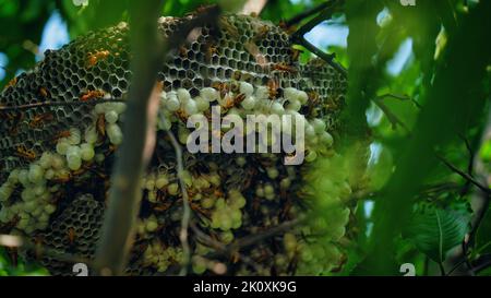 Gros plan de guêpes jaunes ou d'insectes mortels de Ropalidia marginata avec un grand nid d'abeille et des oeufs blancs sur une grande branche d'arbre. Banque D'Images