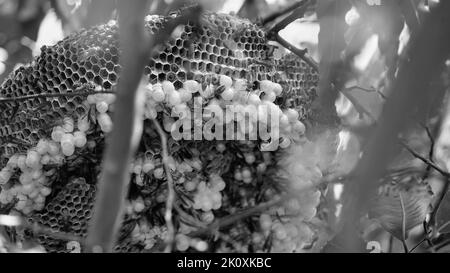 Gros plan de guêpes jaunes ou d'insectes mortels de Ropalidia marginata avec un grand nid d'abeille et des oeufs blancs sur une grande branche d'arbre. Banque D'Images