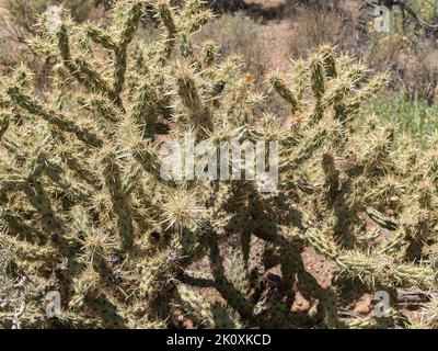 Cactus de cerf-corne piquant survivant dans un environnement désertique chaud. Banque D'Images