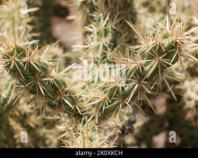 Cactus de cerf-corne piquant survivant dans un environnement désertique chaud. Banque D'Images