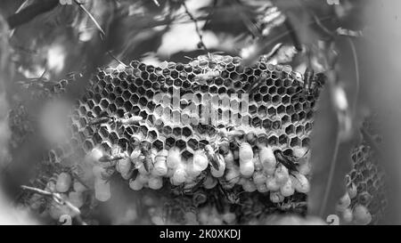 Gros plan de guêpes jaunes ou d'insectes mortels de Ropalidia marginata avec un grand nid d'abeille et des oeufs blancs sur une grande branche d'arbre. Banque D'Images