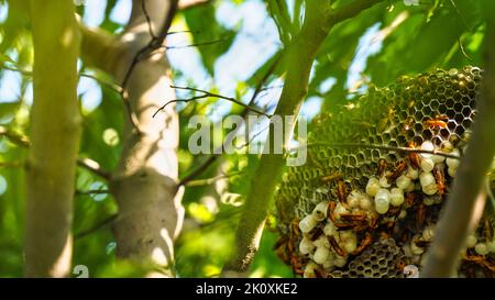 Gros plan de guêpes jaunes ou d'insectes mortels de Ropalidia marginata avec un grand nid d'abeille et des oeufs blancs sur une grande branche d'arbre. Banque D'Images